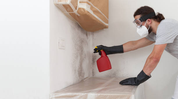 Professional Basement Mold Removal technician working in Coal Township, PA