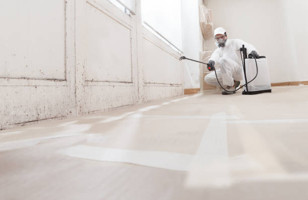 24/7 Emergency Basement Mold Removal experts in Coal Township, PA