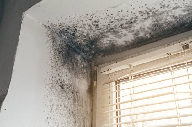 Affordable Basement Mold Removal solutions in Coal Township, PA